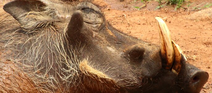 Warthog wild boar african wild boar