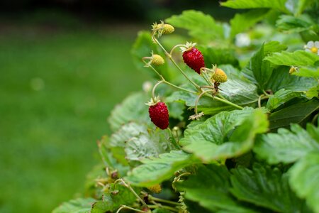 Berry garden green