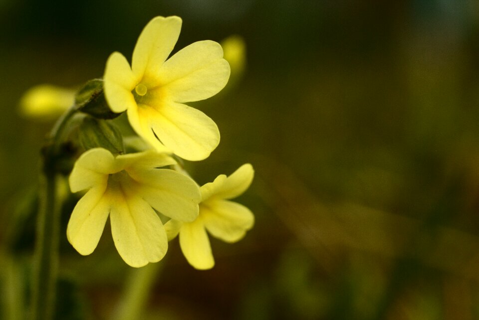 Nature yellow flora