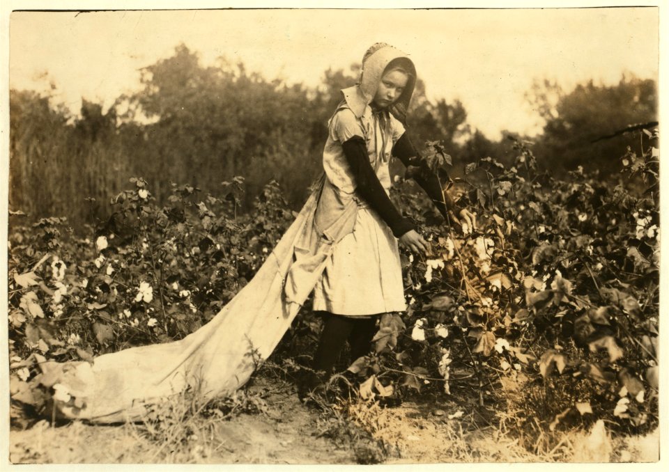 Callie Campbell, 11 years old, picks 75 to 125 pounds of cotton a day, and totes 50 pounds of it when sack gets full. 'No, I don't like it very much.' Lewis W. Hine. See 4590. See W.H. Swift LOC nclc.00629