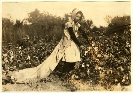 Callie Campbell, 11 years old, picks 75 to 125 pounds of cotton a day, and totes 50 pounds of it when sack gets full. 'No, I don't like it very much.' Lewis W. Hine. See 4590. See W.H. Swift LOC nclc.00629