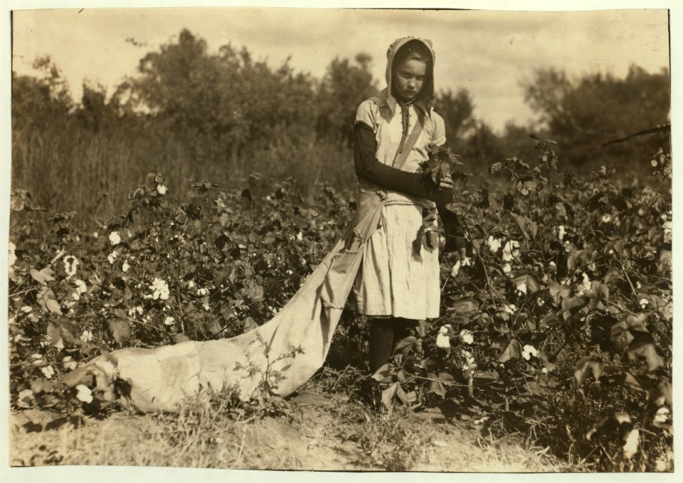 Callie Campbell, 11 years old, picks 75 to 125 pounds of cotton a day, and totes 50 pounds of it when sack gets full. 'No, I don't like it very much.' See 4590. Lewis W. Hine. See W.H. Swift LOC nclc.00628