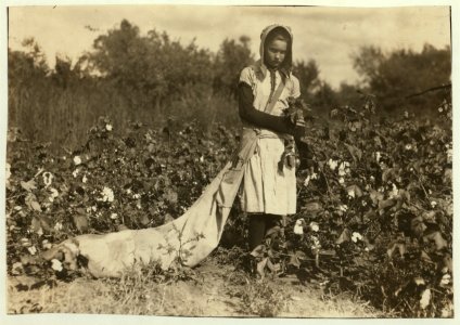 Callie Campbell, 11 years old, picks 75 to 125 pounds of cotton a day, and totes 50 pounds of it when sack gets full. 'No, I don't like it very much.' See 4590. Lewis W. Hine. See W.H. Swift LOC nclc.00628