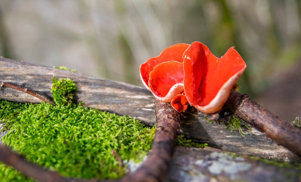 Nature leaf plant