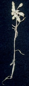 Callitriche heterophylla NRCS-2
