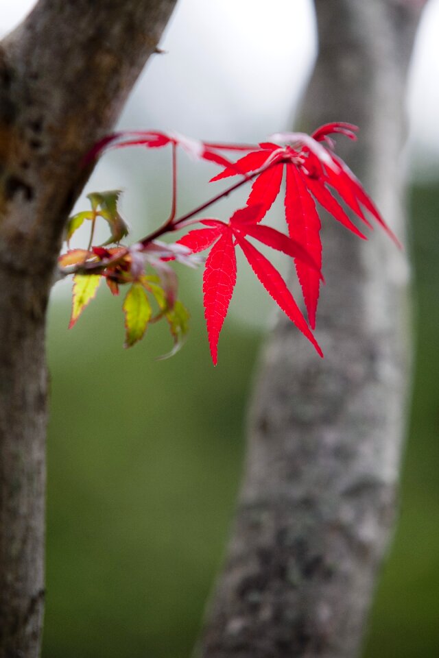 Leaf maple wood summer maple