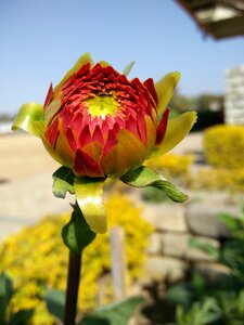 Leaf garden sunflower photo