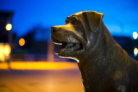 Pet peaceful rottweil