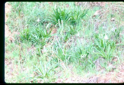 Camassia cusickii plants in SW Idaho photo