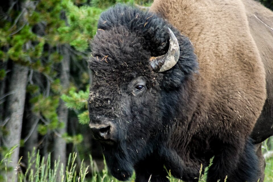 Nature wild animal animal world
