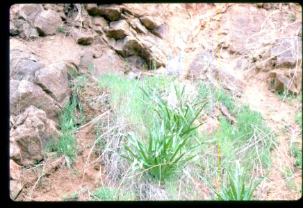 Camassia cusickii plant in SW Idaho photo