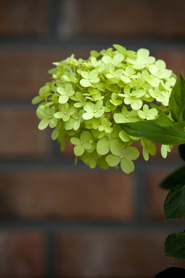 Nature plants bud