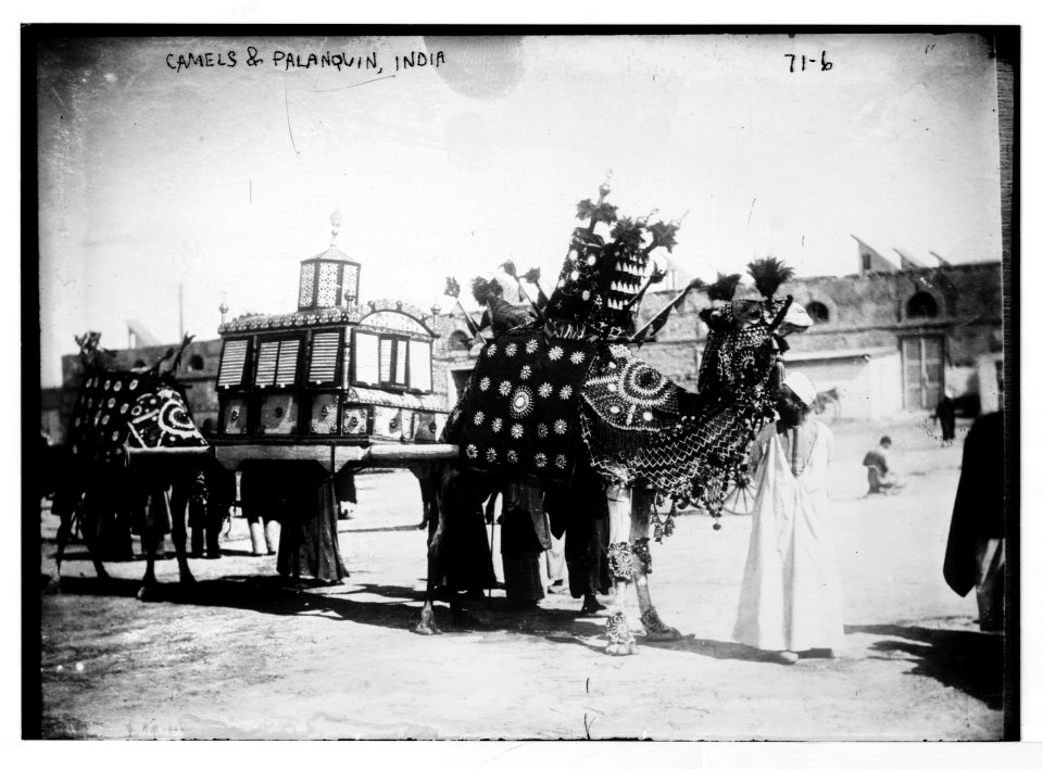 Camels and palanquin, India LCCN2014680367
