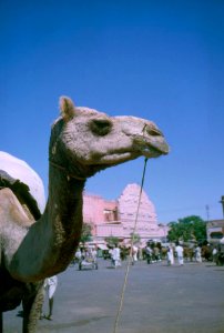 Camel in Jaipur in 1962
