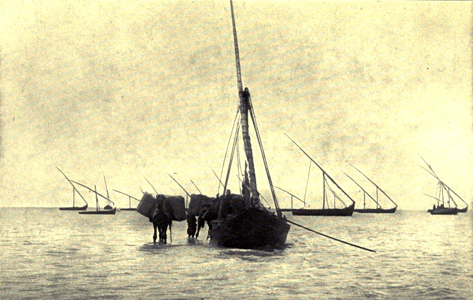 Camels Lading at Baltim. Accidents of an antiquary's life. 1910