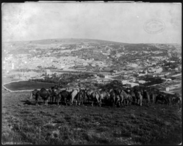 Camels feeding near Nazareth LCCN2005679859