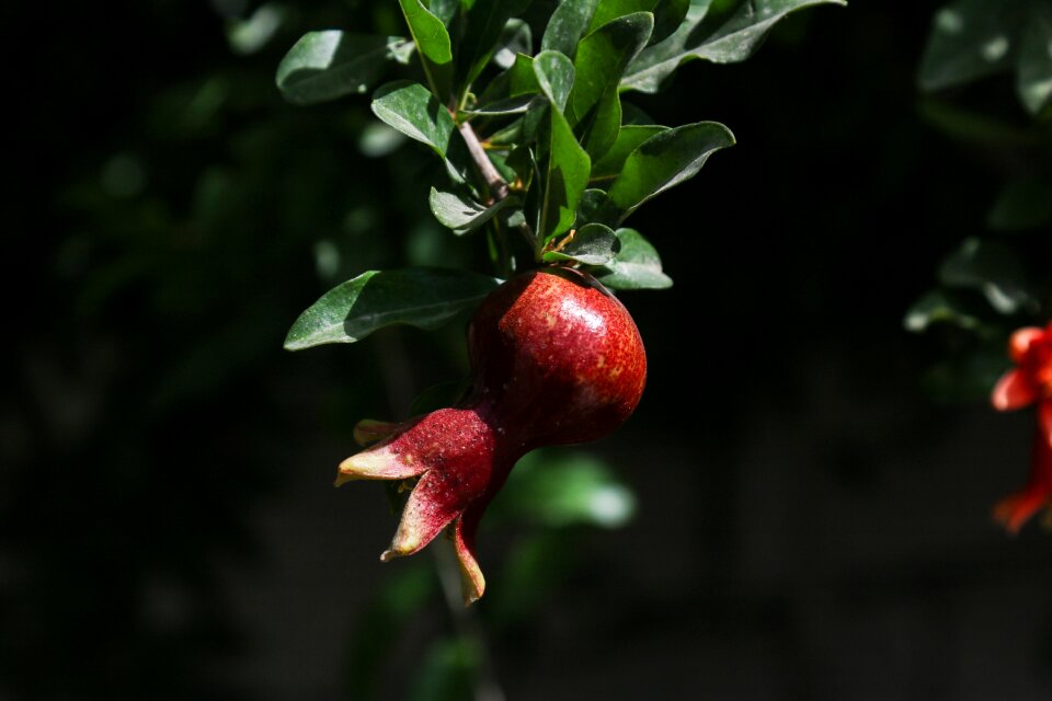 Fruit food natural