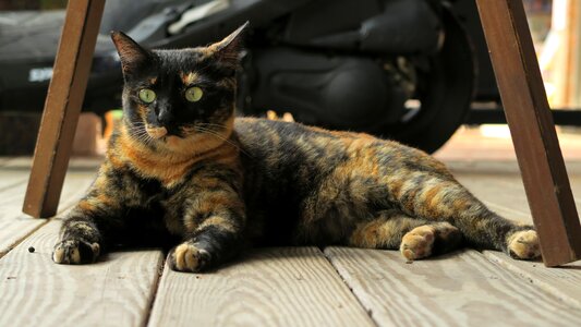 Animal cute mammal