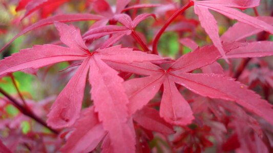 Red ornamental tree garden