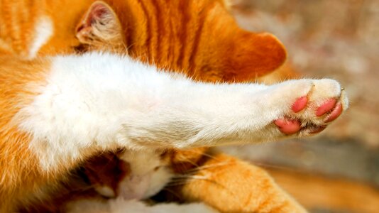 Animal cat paw cute photo