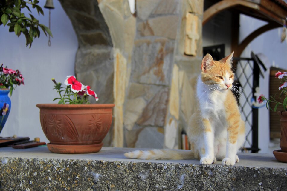 Karaman village north cyprus cat