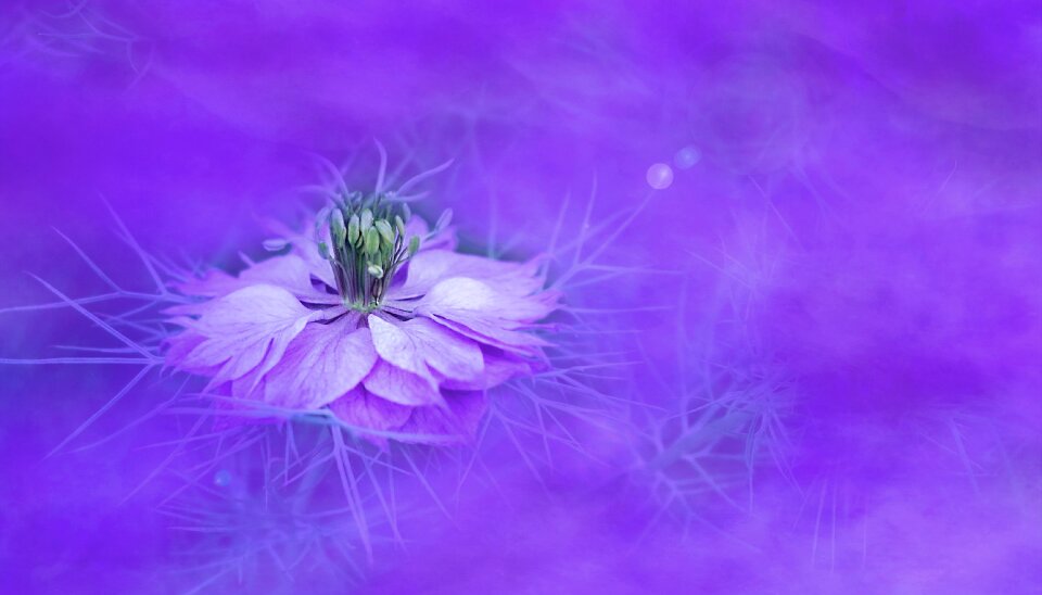 Color floral violet photo