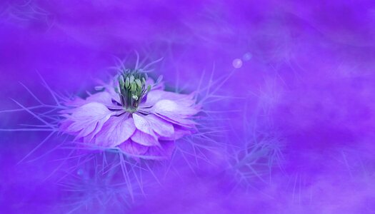Color floral violet