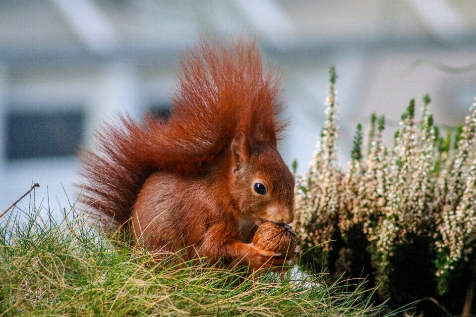 Nature mammal rodent