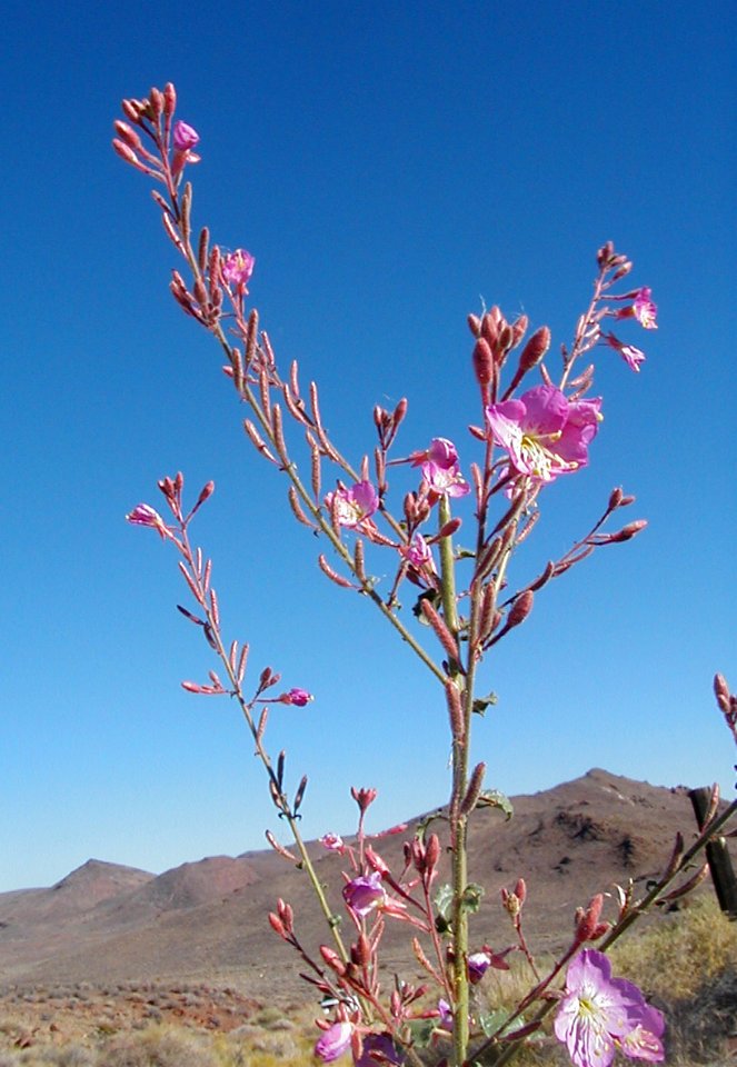 Camissonia megalantha