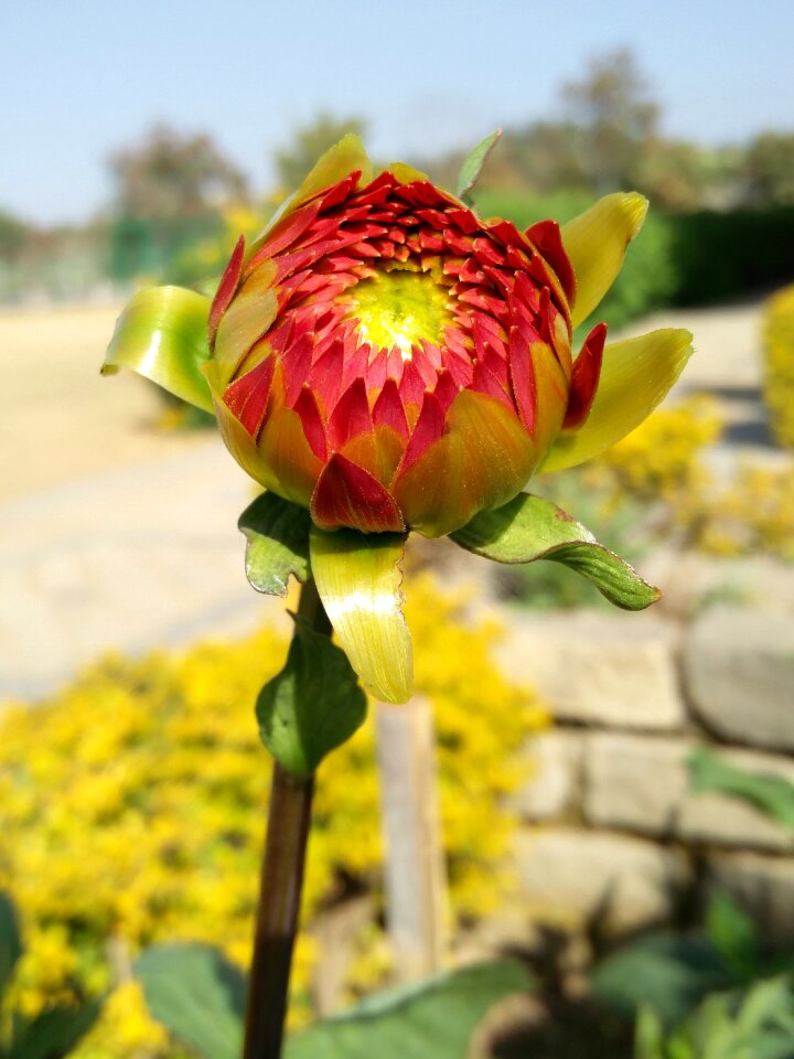 Leaf beautiful sunflower