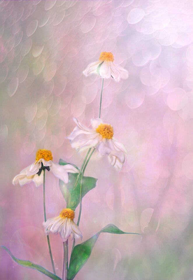 Leaf floral summer
