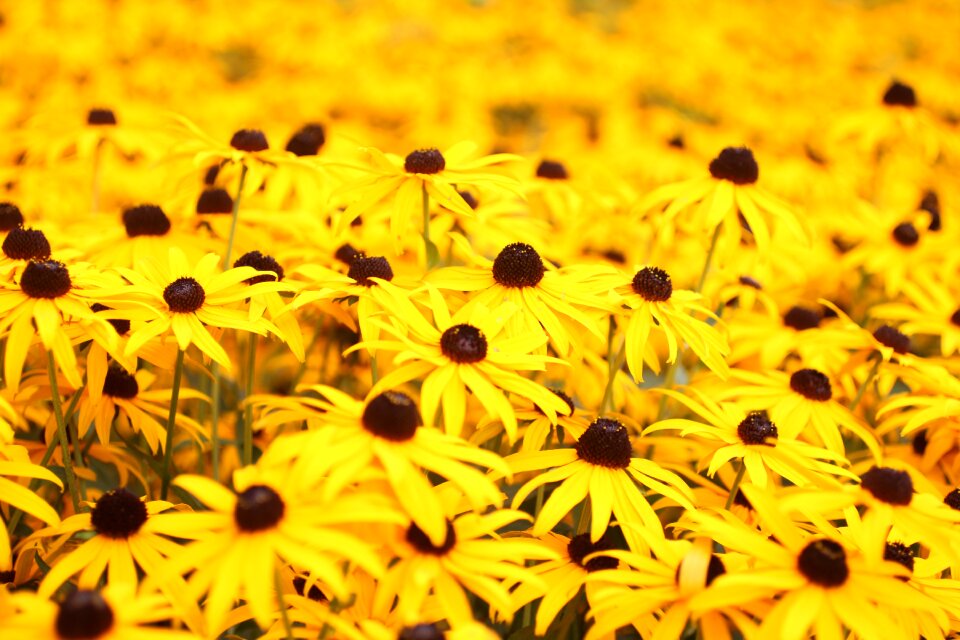 Nature summer garden