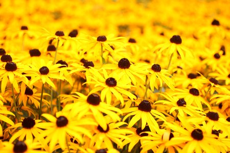 Nature summer garden