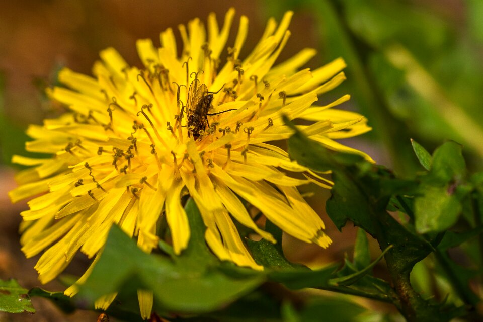 Yellow fly october
