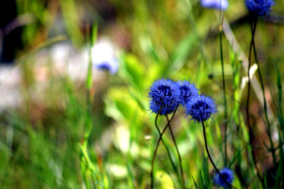 Plants flowers beauty