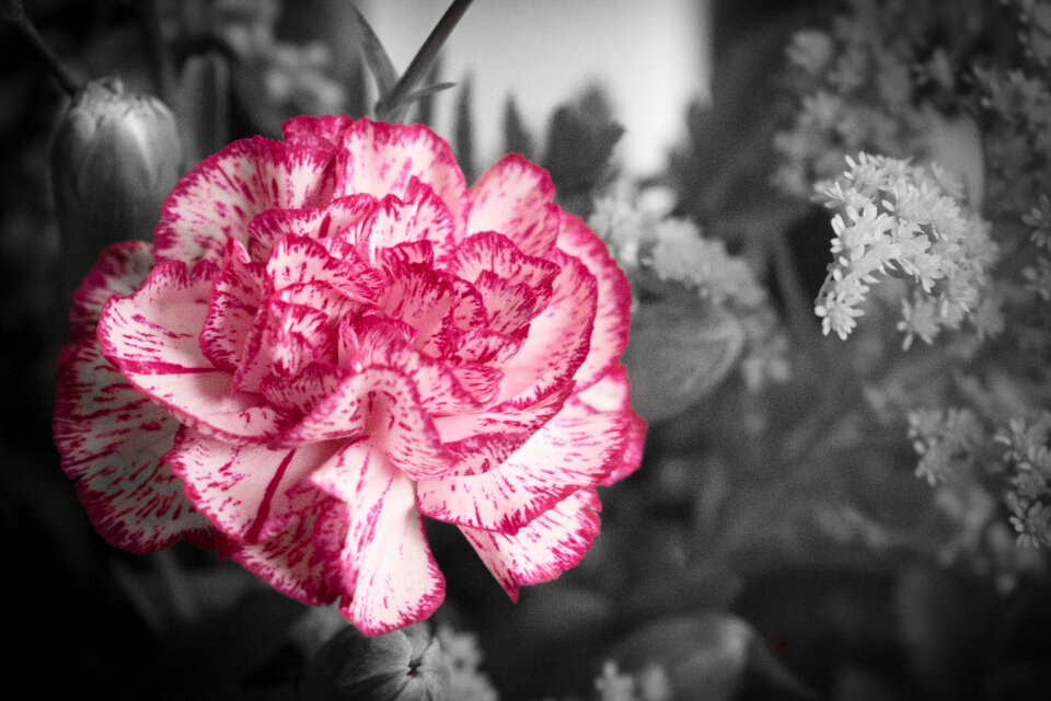 Floral ornament rosa