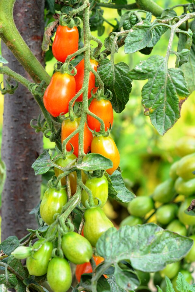 Vegetables eating a vegetable