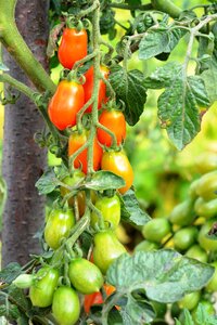 Vegetables eating a vegetable