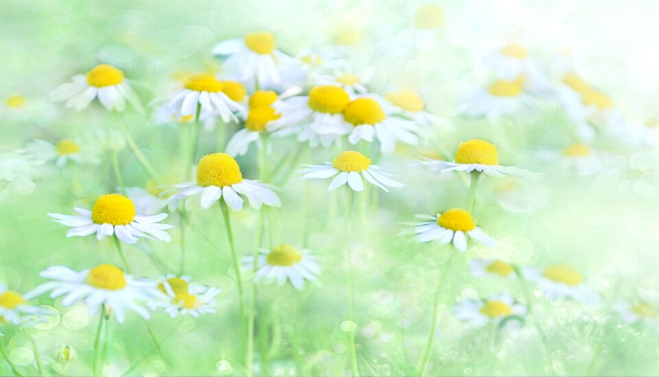 Flowers flower meadow plant photo