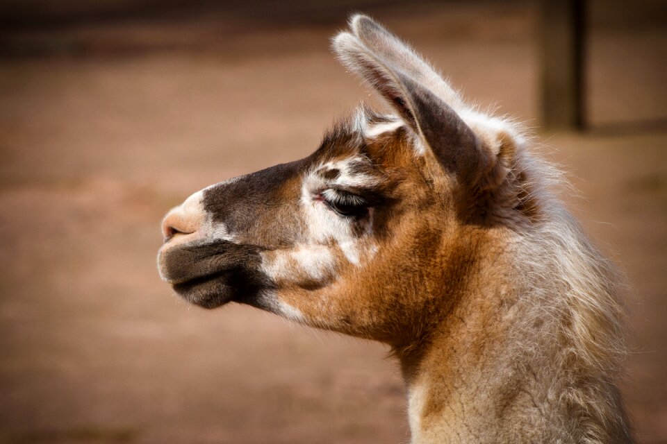 Fur portrait alpaca