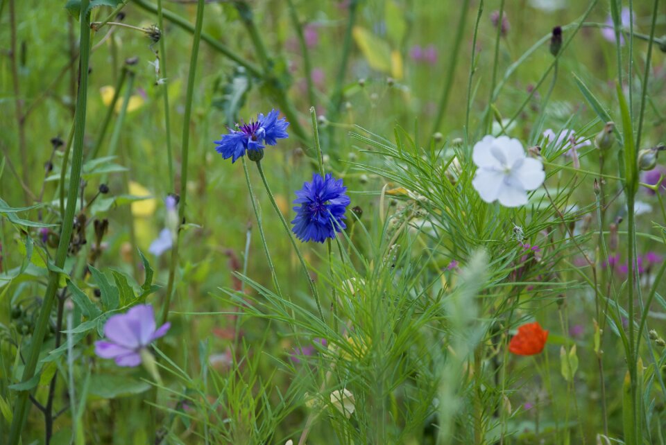 Summer bright closeup