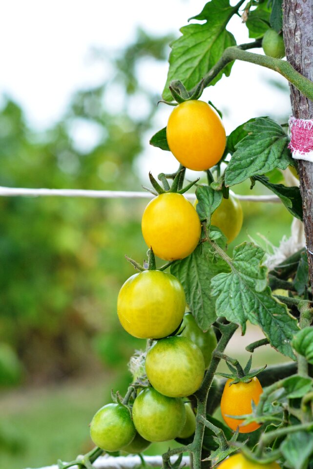 Vegetables eating a vegetable