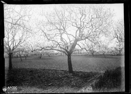 Camp d'arbres florits (AFCEC MORELLO A 7749)