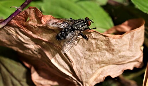 Animal wing fly photo