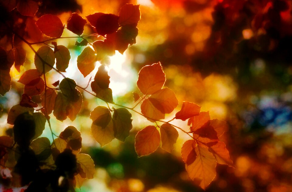 Colors nature forest