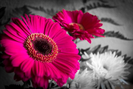 Nice color selective color