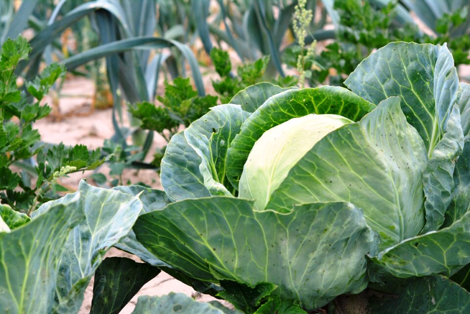 Food agriculture beds