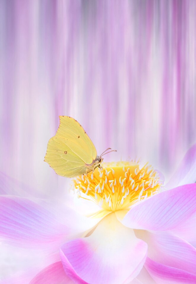 Garden lotus water lilly