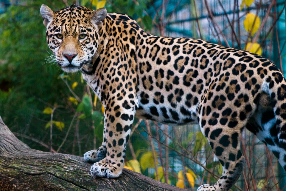 Nature animal jaguar