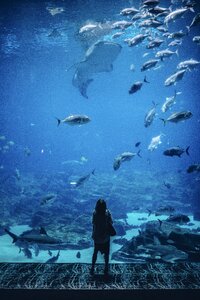 Woman fish blue photo